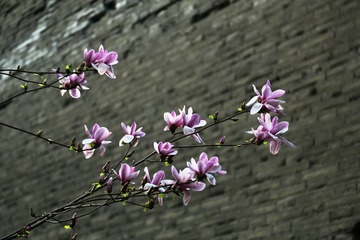 古墙玉兰
