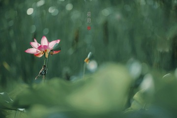 IMG_5271-1