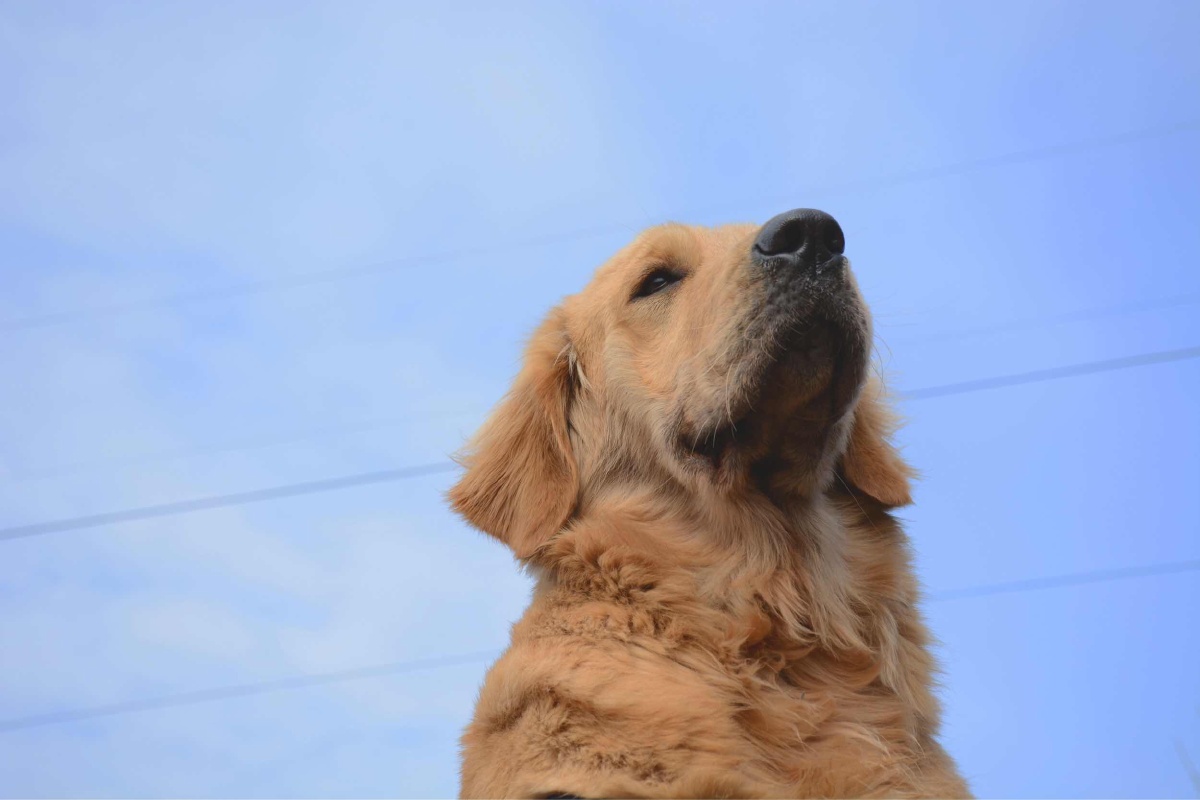 小伙伴 - 我的狗狗, 动物 - 时光使者