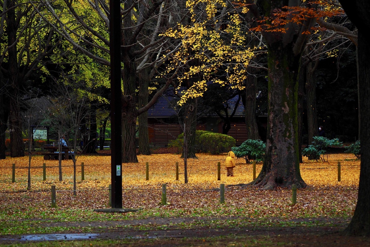 落叶纷飞的季节
