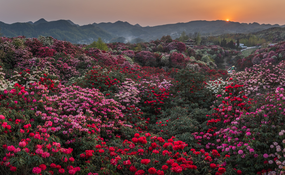 杜鹃满山繁花似锦
