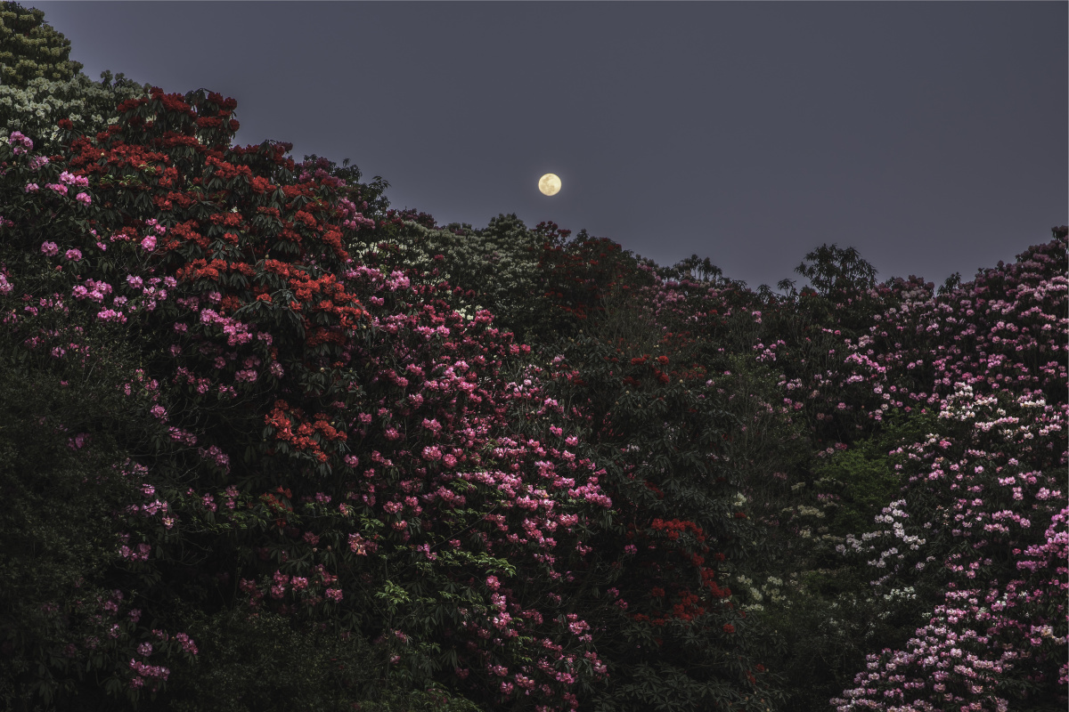 花前月下之百里杜鹃