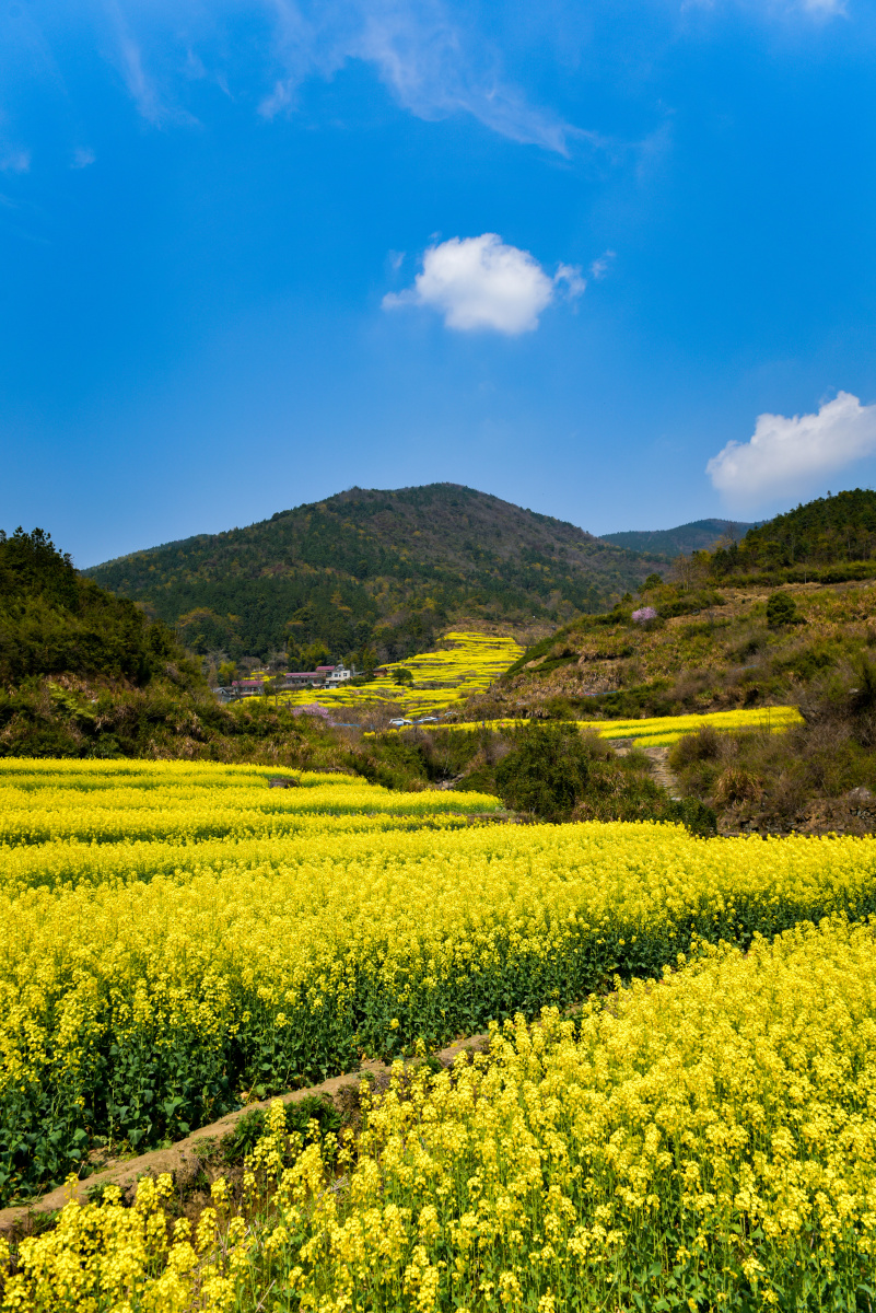 湾里牛岭村梯田油菜花 - 根根1209 - 图虫