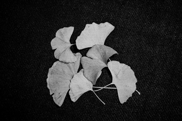 DSC_0419nkj