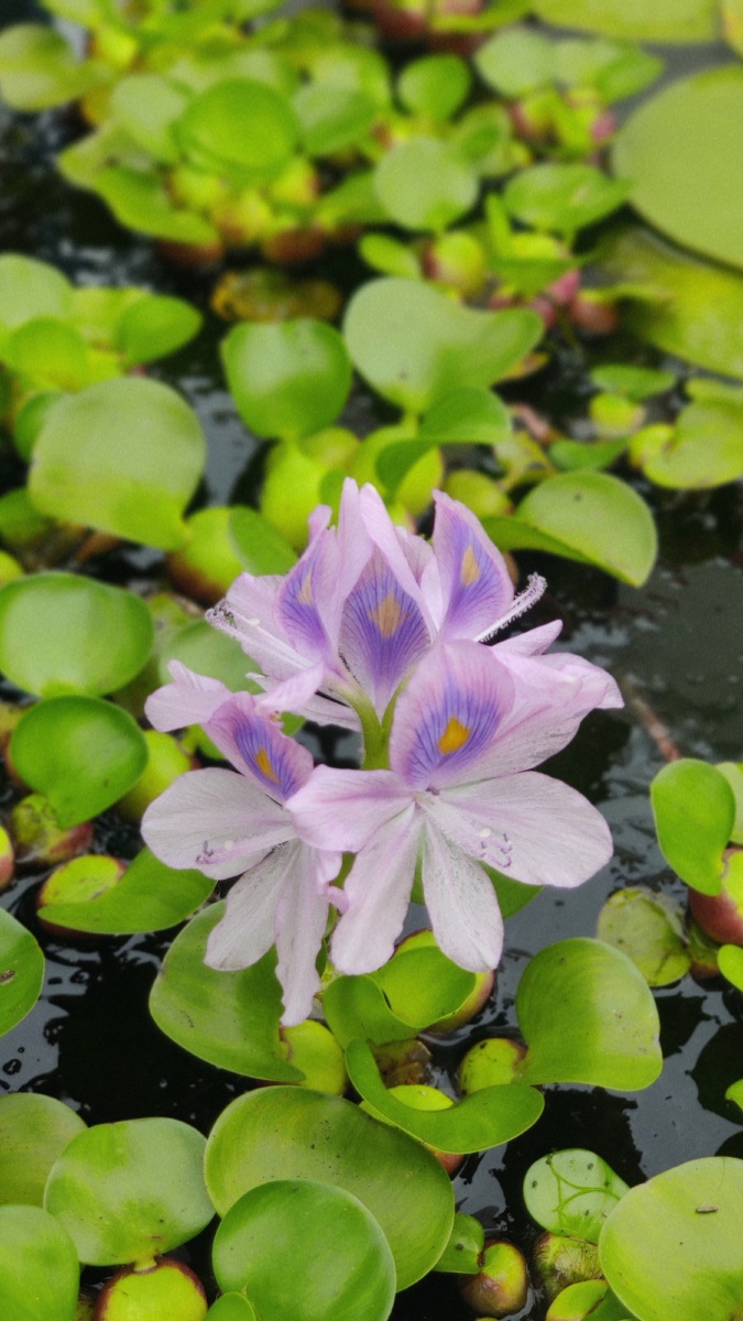 你见过水葫芦开花吗
