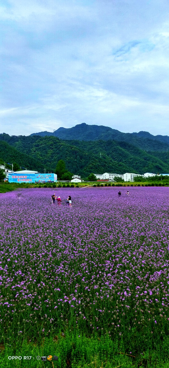 陕西留坝花海一个山美水美的地方欢迎八方游客