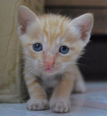 小猫咪1