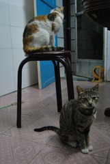 母女猫