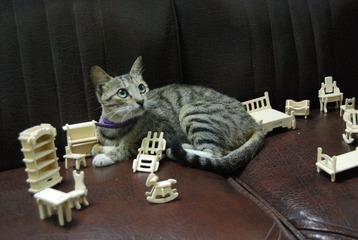 猫咪和木头拼图家具