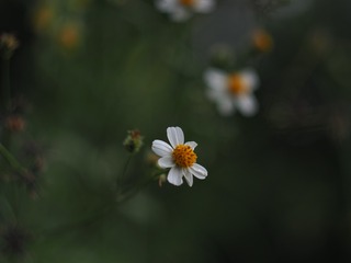 245723