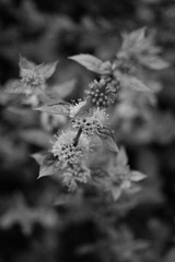 DSC00403.JPG