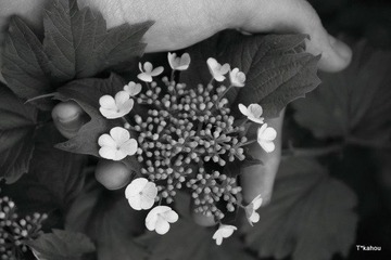 《丁香花》