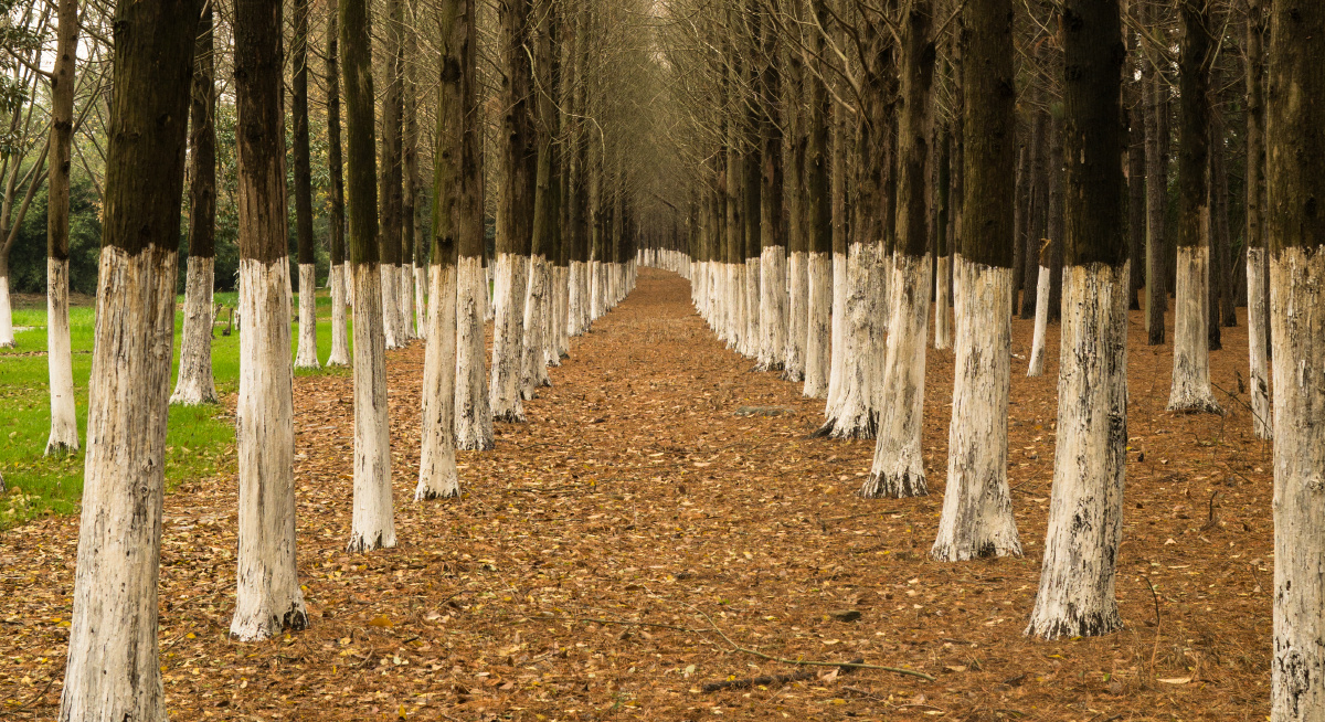 湘家荡松树林落叶