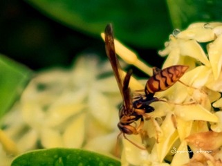 DSCF4522-6_2
