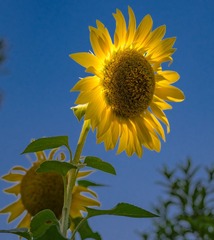 DSCF9146-992