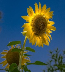 DSCF9146-992