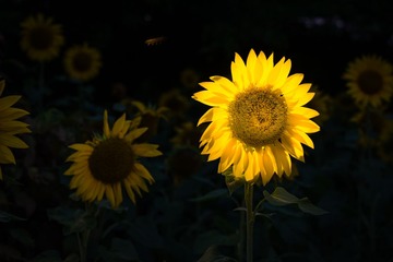 DSCF9133-992