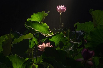 DSCF1624-996