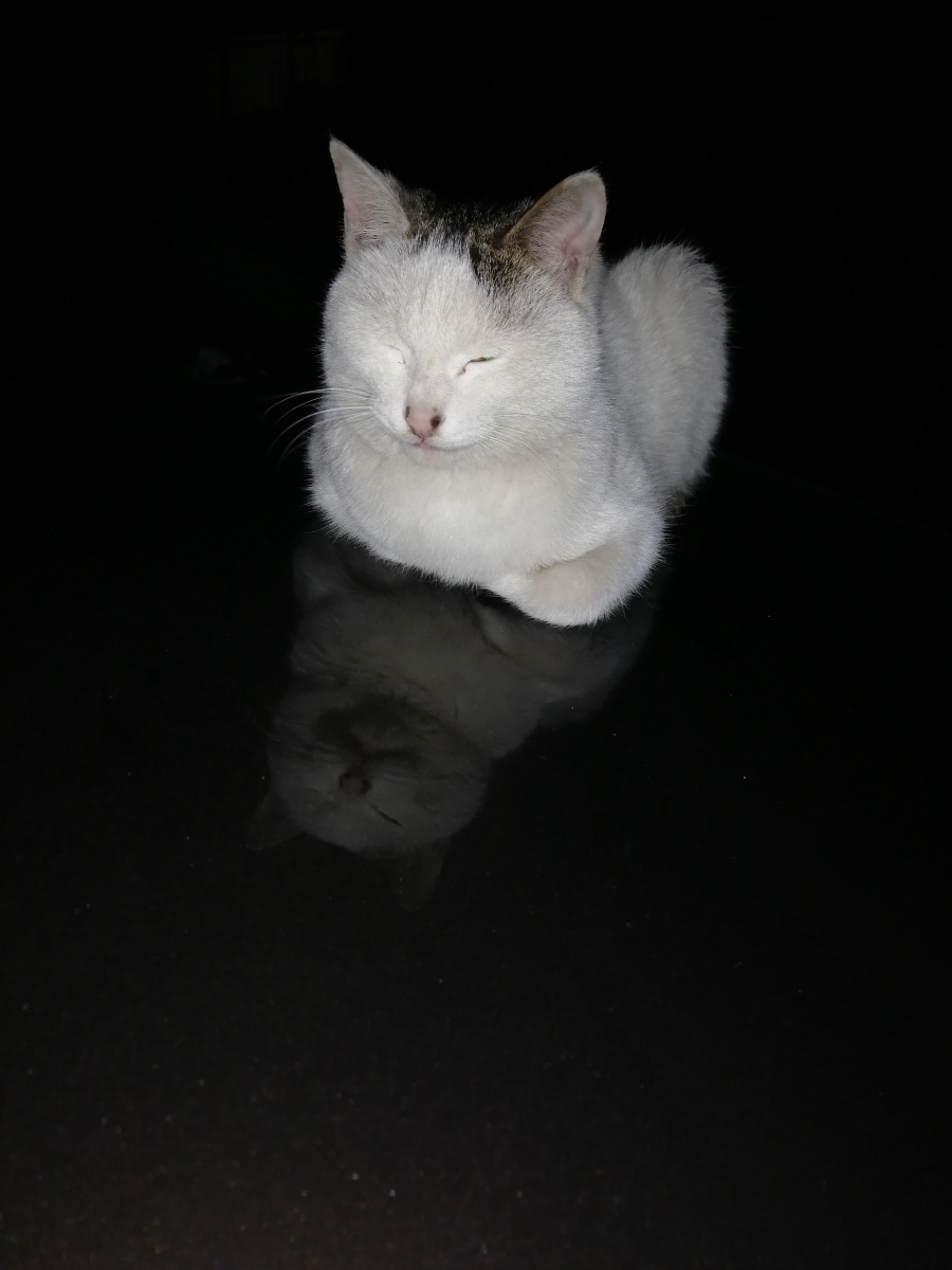 猫咪在小车前盖晚上大约7桌左右可爱的我的表情