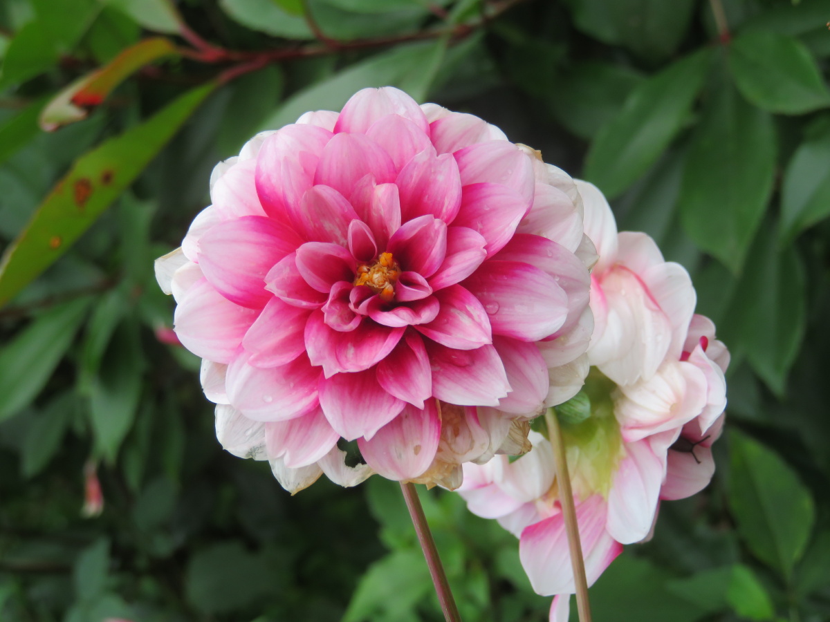 百花香 - 兰花指程兰兰 - 图虫