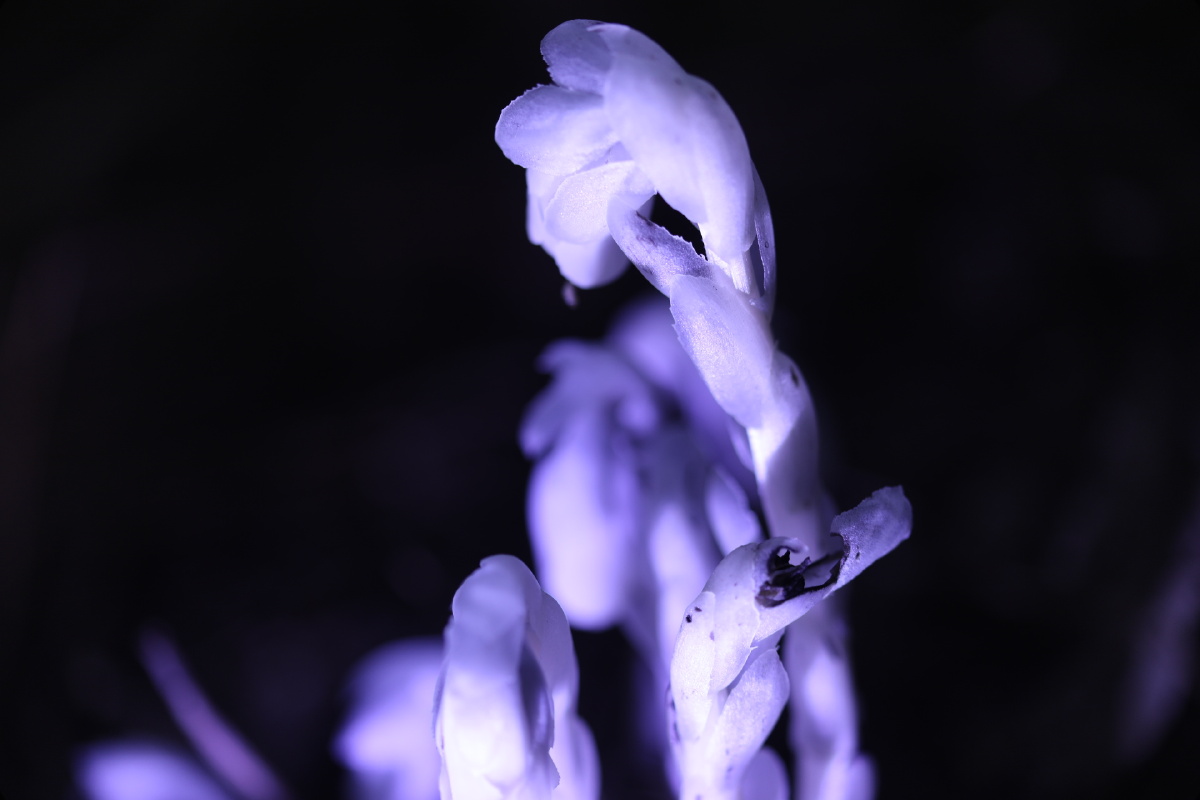 冥界之花水晶兰