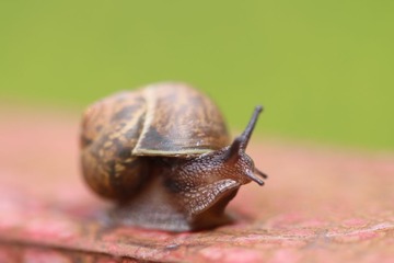 421625