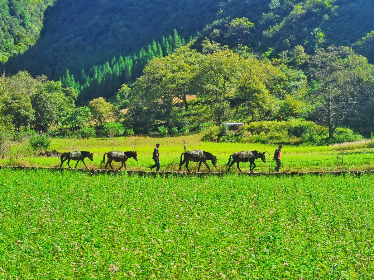 云南旅行随拍! - along足迹 - 图虫