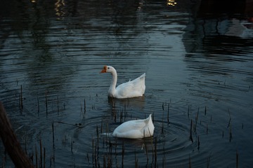 4735C28C-BA77-4524-B3A9-62BD568A0686/L0/001