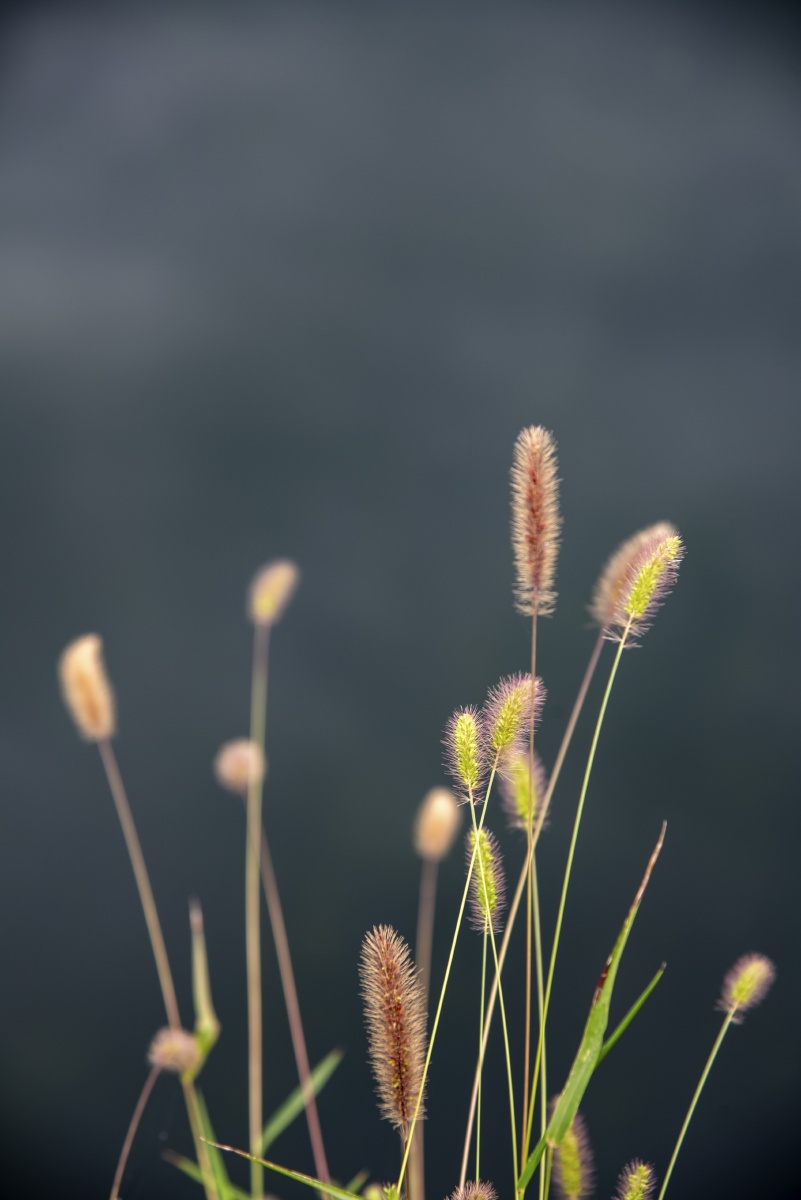 花花草草平平淡淡日出日落书写人生