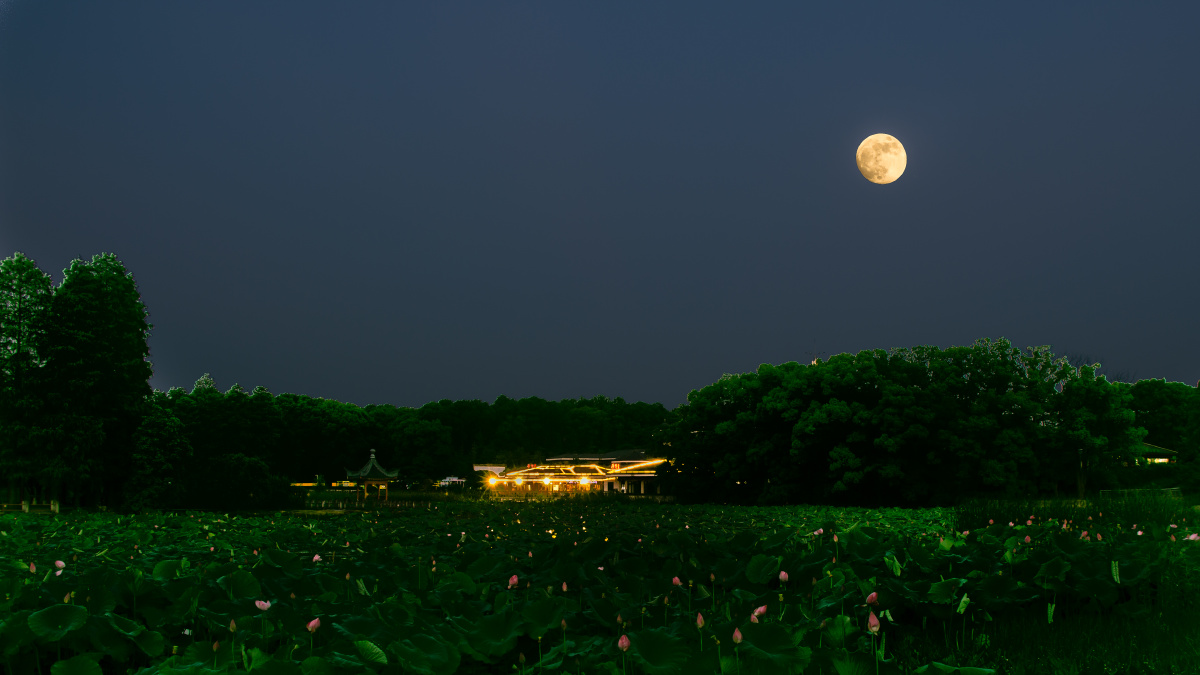 东湖荷塘月色