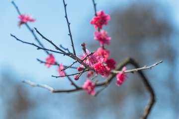 妖娆的姿态 (1 - 1)