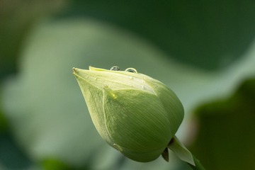 0702植物2 (1 - 2)