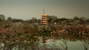 樱花园3201-