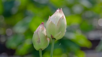 0702植物1 (1 - 1)