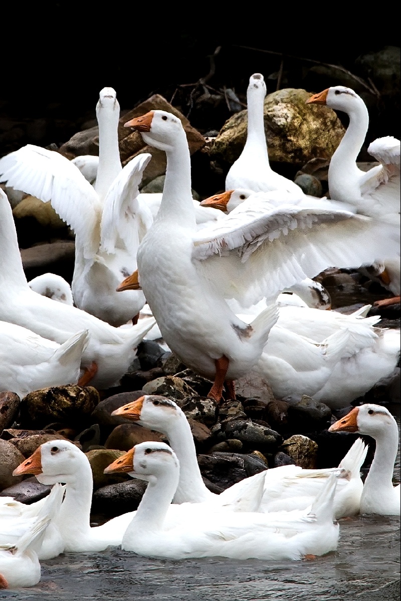 一群大白鹅戏水展翅