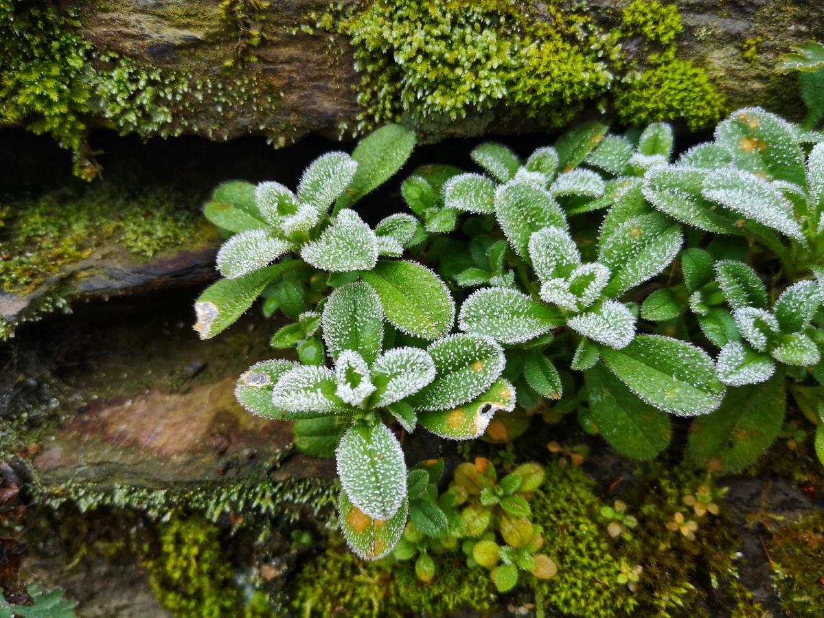 已识乾坤大犹怜草木青