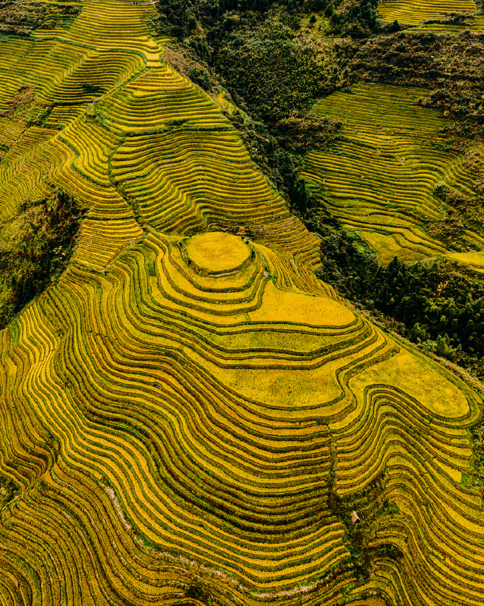 金色梯田