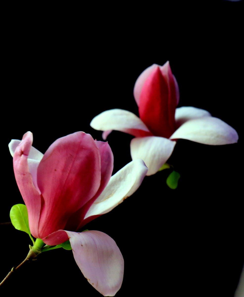 春的使者——红玉兰