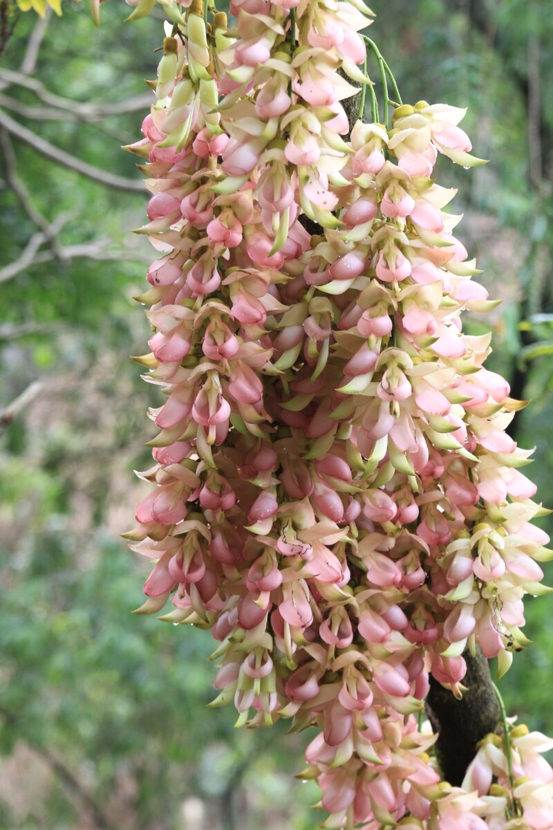 大雁山禾雀花图片