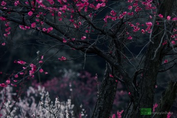 报春来-10