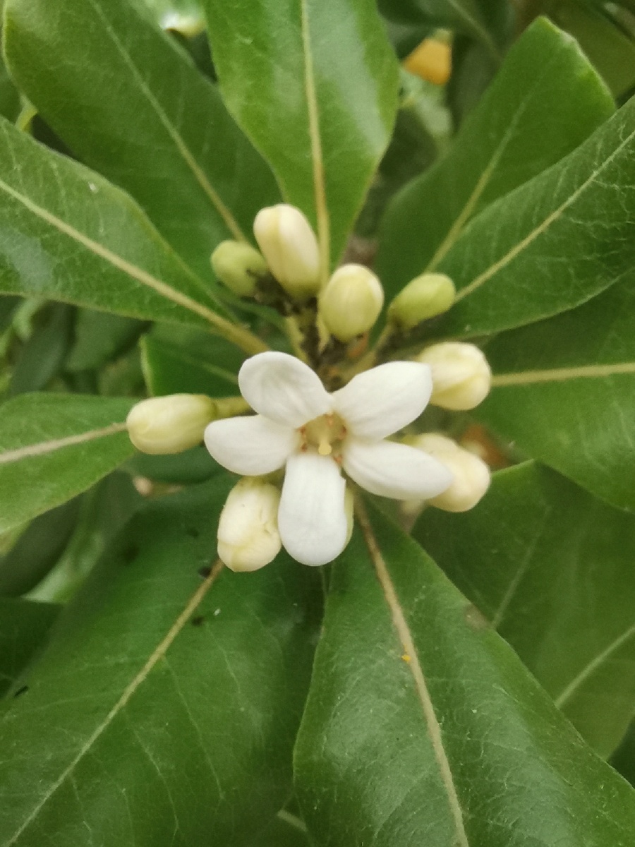 海桐(学名:pittosporum tobira) ,是双子叶植物纲 ,海桐科,海桐花属