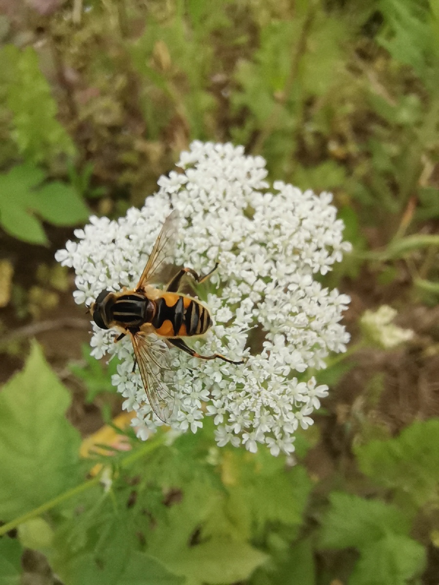 转圈圈的奇异墨管蚜蝇