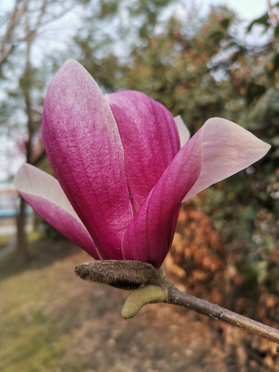 二乔玉兰中文名二乔木兰又名朱砂玉兰为木兰和玉兰的杂交种