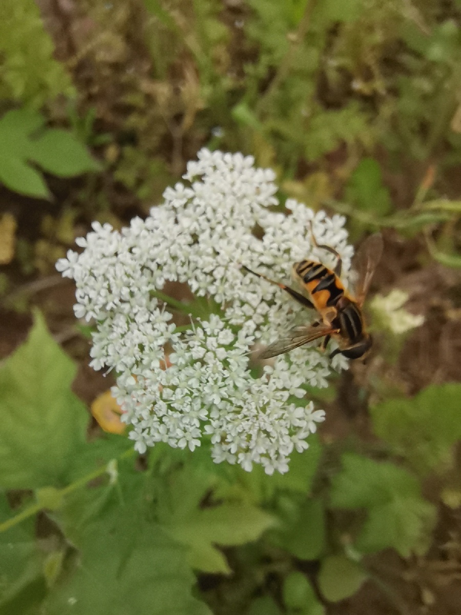 转圈圈的奇异墨管蚜蝇