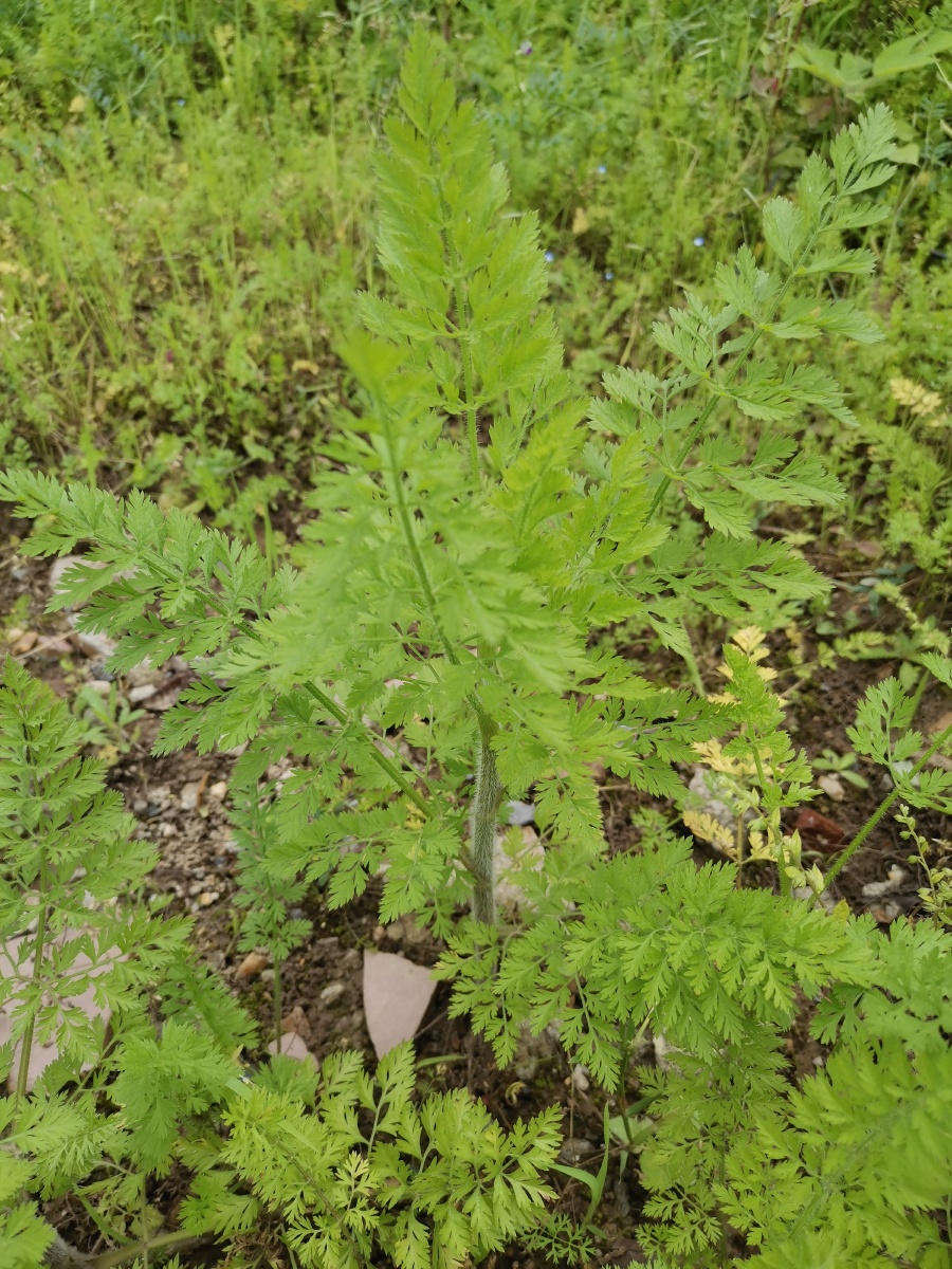 野雏尾金粉蕨 原归属为中国蕨科,金粉蕨属.