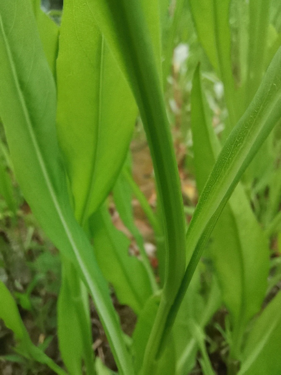 钻叶紫菀学名symphyotrichumsubulatummichxglnesom双子叶植物纲桔梗