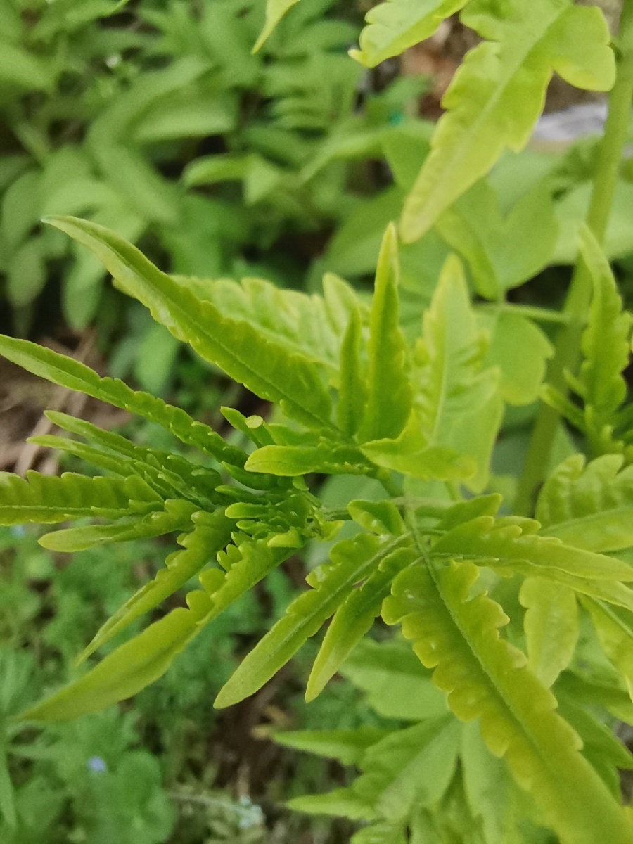 裸叶粉背蕨学名aleuritopterisduclouxii是中国蕨科粉背蕨属植物草本