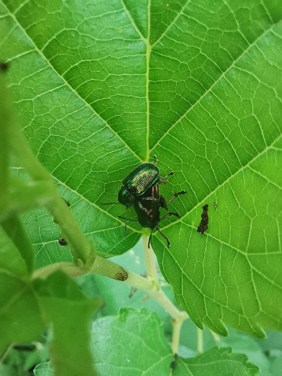 黄腹埃萤叶甲exosomaflaviventrismotschulsky习性危害核桃取食叶片