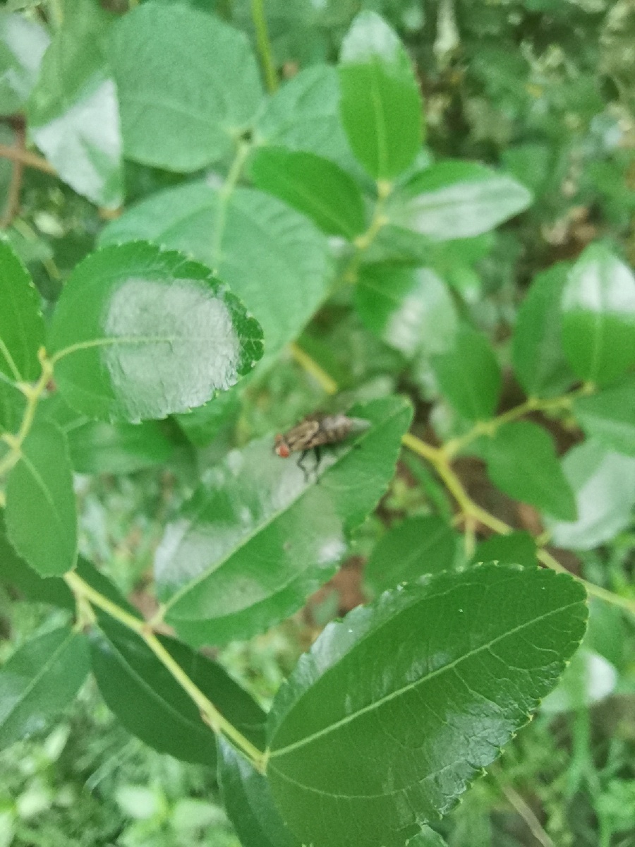 枣树上的苍蝇 - 树影横斜 - 图虫