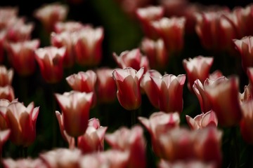 A0234982-3AAC-4178-9262-FDAA536616B1/L0/001